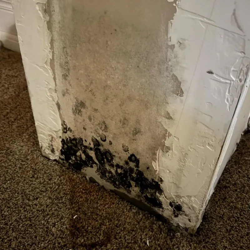 Professional Mold Removal in Binghamton, NY